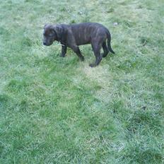 Blanding af racer Buster