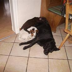 Blanding af racer Buster