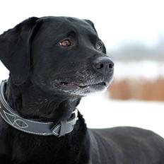 Labrador retriever Skovlyst's Lady