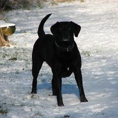 Labrador retriever Skovlyst's Lady