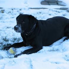 Labrador retriever Skovlyst's Lady