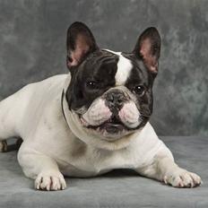 Fransk bulldog Blance Noir´s Pumba