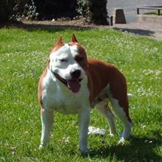 Amerikansk staffordshire terrier Cobra aka Rocky