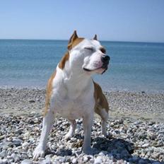 Amerikansk staffordshire terrier Cobra aka Rocky