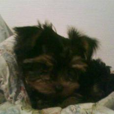 Yorkshire terrier lady