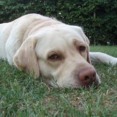 Labrador retriever Gismo