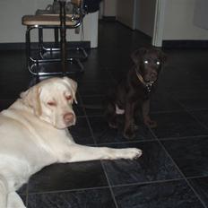 Labrador retriever Gismo