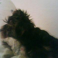 Yorkshire terrier lady