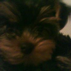 Yorkshire terrier lady