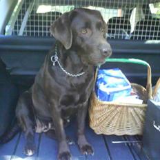 Labrador retriever tikki<3 R.I.P :'(