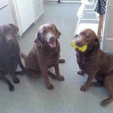 Labrador retriever tikki<3 R.I.P :'(