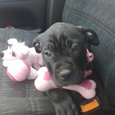 Amerikansk staffordshire terrier Nila