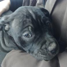 Amerikansk staffordshire terrier Nila