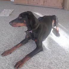 Dobermann kinnie
