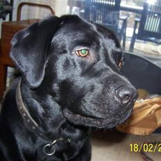 Labrador retriever Balder