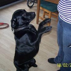 Labrador retriever Balder