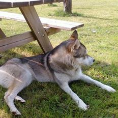 Alaskan malamute Kenzo