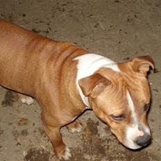 Amerikansk staffordshire terrier /Amstaff. Skurk
