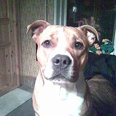 Amerikansk staffordshire terrier /Amstaff. Skurk