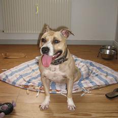 Amerikansk staffordshire terrier Hera