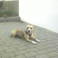 Amerikansk staffordshire terrier Hera