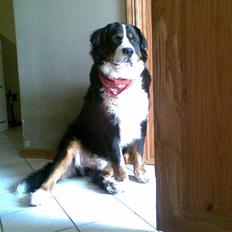 Berner sennenhund Basse H