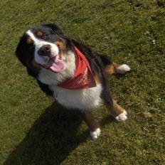 Berner sennenhund Basse H