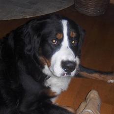 Berner sennenhund Basse H