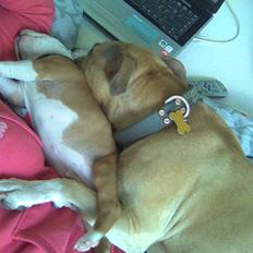 Amerikansk staffordshire terrier Hera