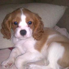 Cavalier king charles spaniel Cavasole's Fie