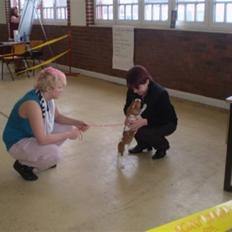 Cavalier king charles spaniel Cavasole's Fie