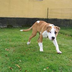 Amerikansk staffordshire terrier Basse <3 †Himmelhund†