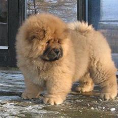 Chow chow Stagebo's X-Factor(Magnus