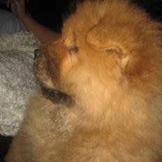 Chow chow Stagebo's X-Factor(Magnus