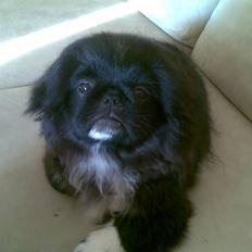 Pekingeser ~*Skipper*~