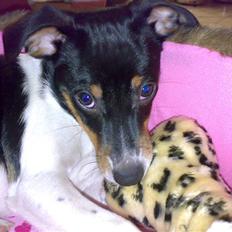 Dansk svensk gaardhund Mathilde