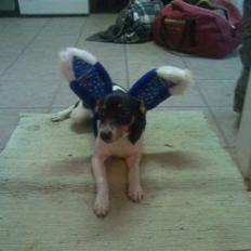 Dansk svensk gaardhund Mathilde