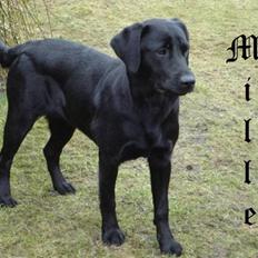 Labrador retriever Mille 