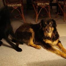 Labrador retriever Mille 