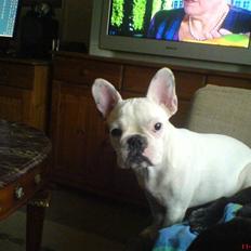 Fransk bulldog Zulo