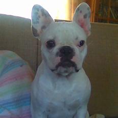 Fransk bulldog Zulo