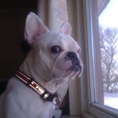 Fransk bulldog Zulo