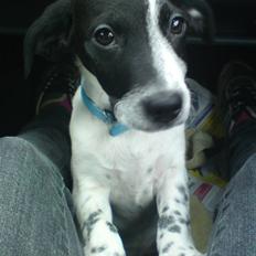 Dansk svensk gaardhund Bobo