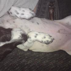 Dansk svensk gaardhund Bobo