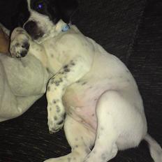 Dansk svensk gaardhund Bobo