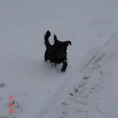 Riesenschnauzer willum 21/10-2007- 14/11-2018 ??