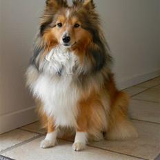 Shetland sheepdog Spirens Diva