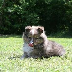 Shetland sheepdog Spirens Diva