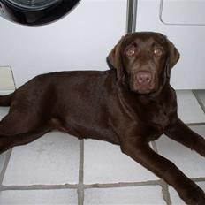 Labrador retriever Zafir