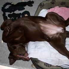 Labrador retriever Zafir